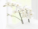 White Phalaenopsis Orchid Plant with a box of Luxury Chocolates Code: JGF1464WOP-C | Local Delivery Or Collect From Shop Only