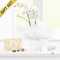 White Phalaenopsis Orchid Plant with a box of Luxury Chocolates Code: JGF1464WOP-C | Local Delivery Or Collect From Shop Only