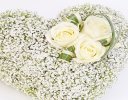White Gypsophila Heart Code: JGF19700WGH | Local Delivery Or Collect From Shop Only