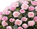 Pink Rose and Pink Carnation Casket Spray Code: F13590PS | National and Local Delivery