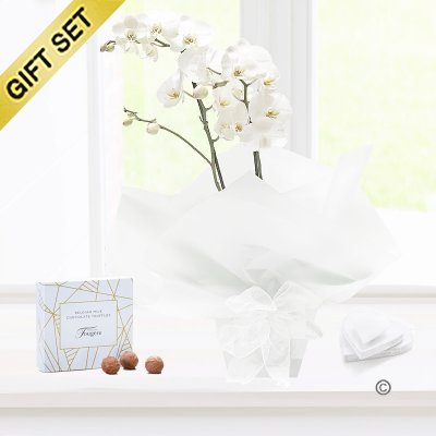 White phalaenopsis orchid plant with a box of luxury milk chocolate truffles Code: JGF1454POW-T | Local delivery or collect from shop only