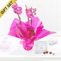 Pink phalaenopsis orchid plant with a box of luxury milk chocolate truffles Code: JGF1454POP-T | Local delivery or collect from our shop only