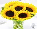 Sunflower Sunburst Vase Code: JGFSU54879SS | Local Delivery Or Collect From Shop Only